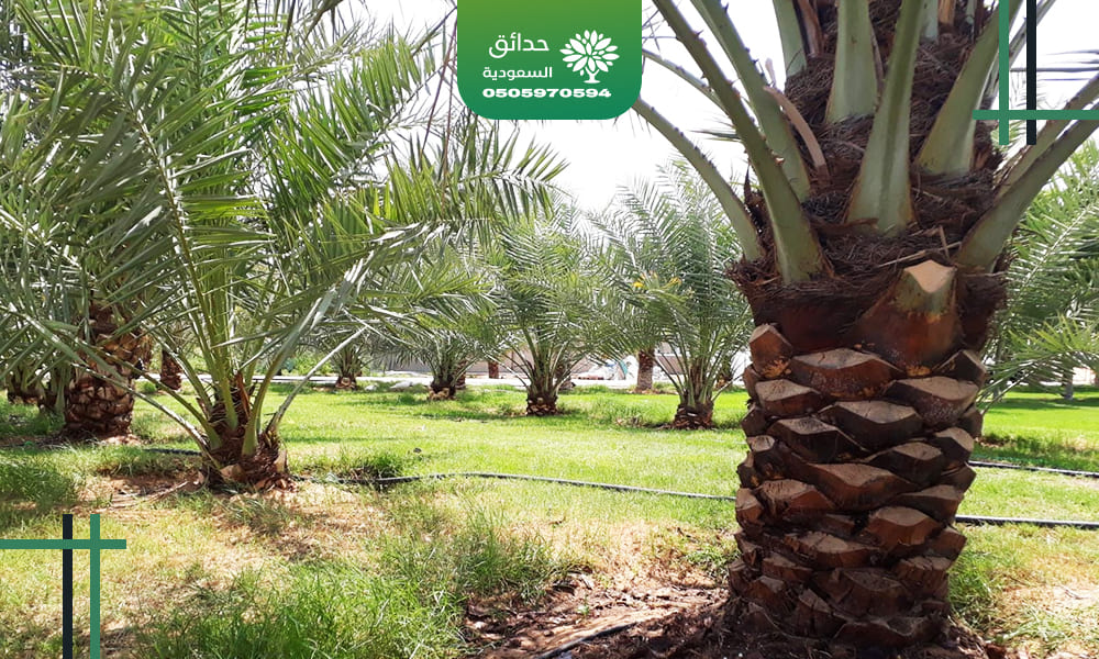 تكريب نخيل بالرياض شركة حدائق السعودية